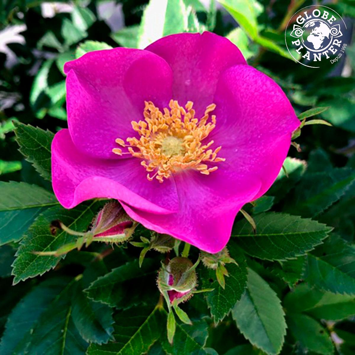 ROSA rugosa Jam-a-Licious - Vente ROSA rugosa Jam-a-Licious jeunes